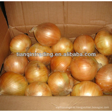 China yellow onion